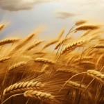 Qué alimentos contienen trigo